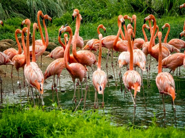 A flock of pink flamingos wading in shallow water among green reeds and grasses, some necks curved gracefully.